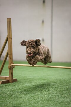 Agilityn Jatko 1 -kurssi